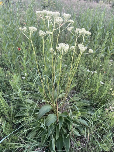 Arnoglossum plantagineum (prairie Indian plantain) (alternate view 2)