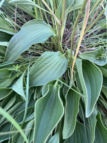 Arnoglossum plantagineum (prairie Indian plantain) (alternate view 5)