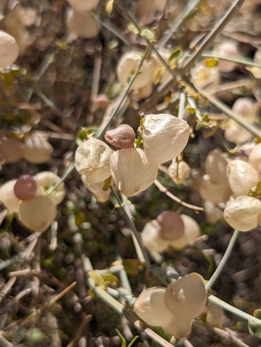 Scutellaria mexicana (Paperbag Bush) (alternate view 3)