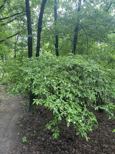 Crataegus germanica (Medlar)