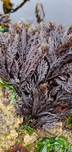 Osmundea pinnatifida (Pepper Dulse)