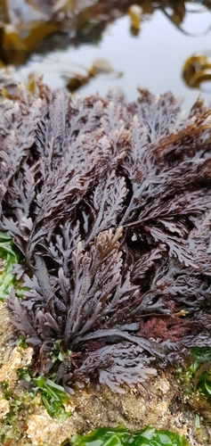 Osmundea pinnatifida (Pepper Dulse)