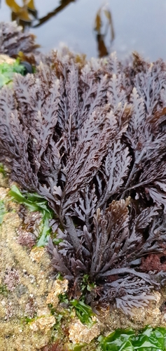 Osmundea pinnatifida (Pepper Dulse)