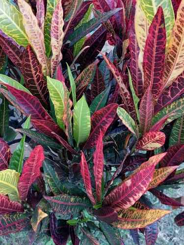 Codiaeum (alternate view 4)