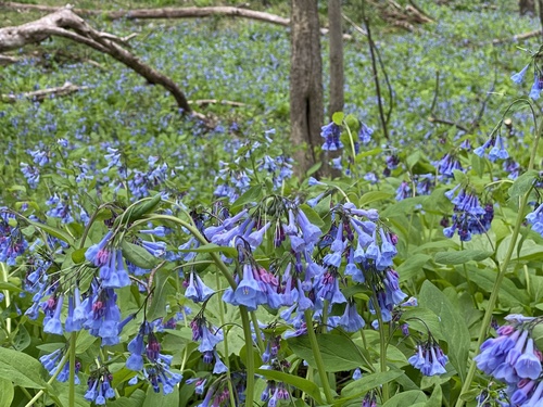 Mertensia virginica (Virginia Bluebells) (alternate view 2)