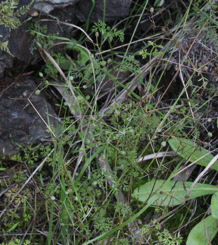 Daucus glochidiatus (Australian Carrot) (alternate view 5)