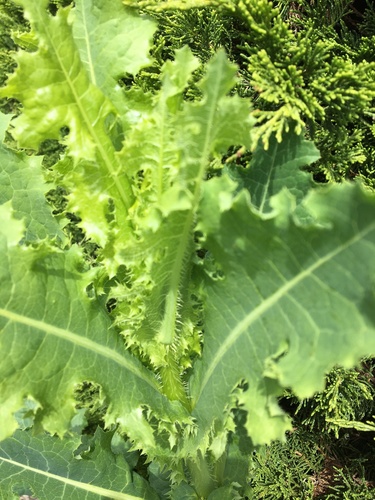 Lactuca virosa (bitter lettuce)