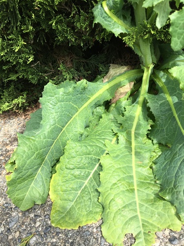 Lactuca virosa (bitter lettuce)