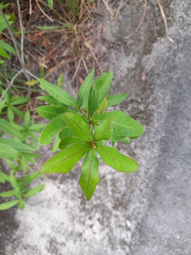 Quercus hemisphaerica (Darlington Oak) (alternate view 3)