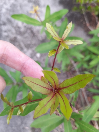 Quercus hemisphaerica (Darlington Oak) (alternate view 5)