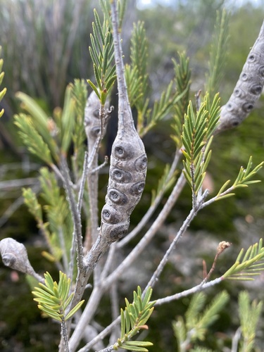 Melaleuca decussata (Totem-poles)