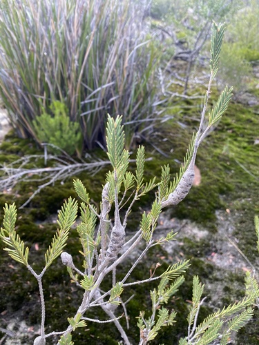 Melaleuca decussata (Totem-poles) (alternate view 2)