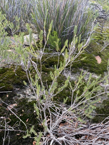 Melaleuca decussata (Totem-poles) (alternate view 3)