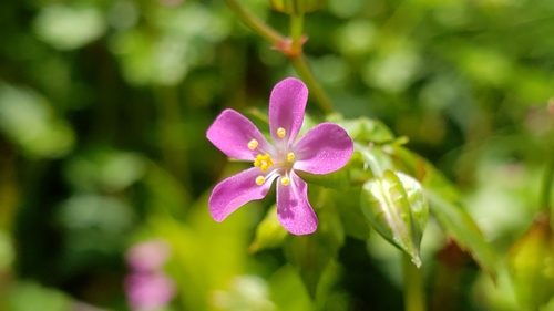 Geranium lucidum (shiny geranium)