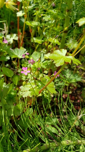 Geranium lucidum (shiny geranium) (alternate view 2)