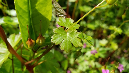 Geranium lucidum (shiny geranium) (alternate view 3)