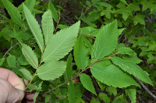 Ulmus alata (Winged Elm) (alternate view 5)