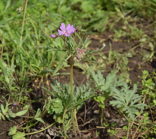 Geranium tuberosum (Tuberous Geranium)