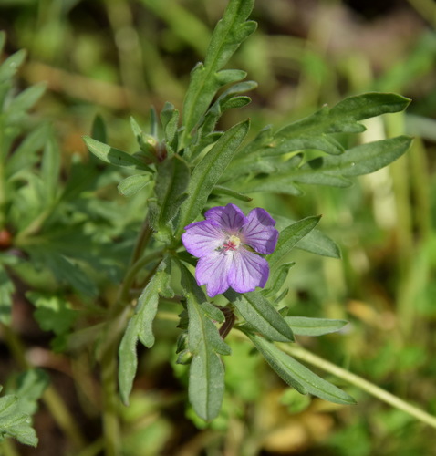 Geranium tuberosum (Tuberous Geranium)