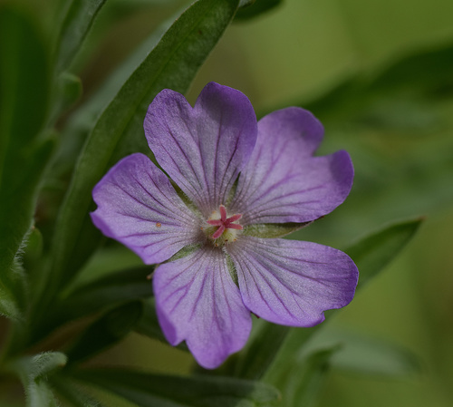 Geranium tuberosum (Tuberous Geranium)