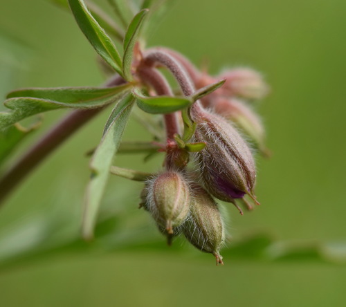 Geranium tuberosum (Tuberous Geranium)