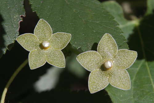 Matelea reticulata (Pearl Milkweed) (alternate view 3)