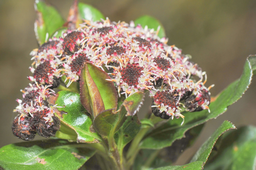 Baccharis