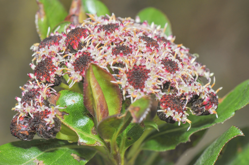 Baccharis (alternate view 2)