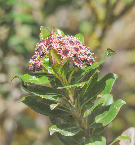 Baccharis (alternate view 3)