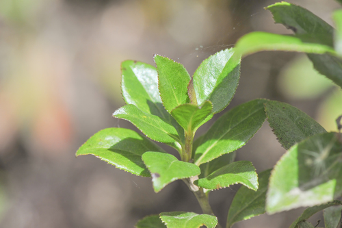 Baccharis (alternate view 4)