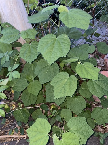 Malvaviscus (alternate view 2)