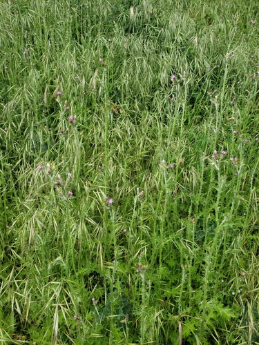 Carduus pycnocephalus (Italian thistle)