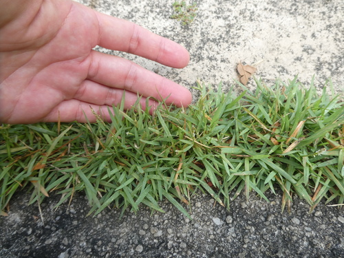 Zoysia japonica (Zoysia Grass) (alternate view 2)