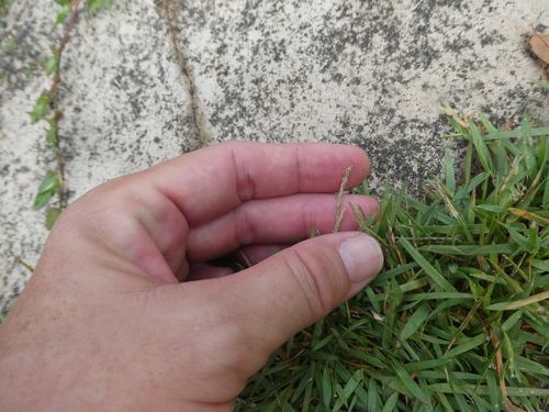 Zoysia japonica (Zoysia Grass)