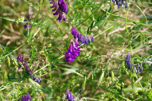 Vicia villosa (woolly vetch) (alternate view 4)