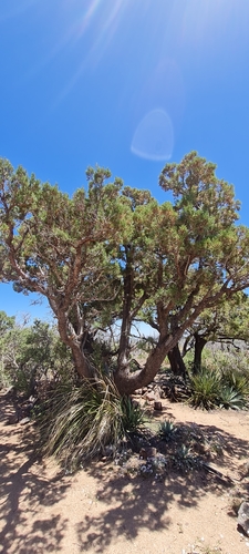 Juniperus deppeana (alligator juniper) (alternate view 2)