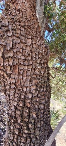Juniperus deppeana (alligator juniper) (alternate view 3)