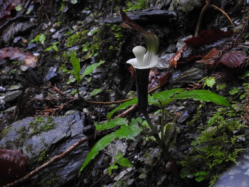 Arisaema sikokianum (Shikoku Cobra Lily) (alternate view 4)