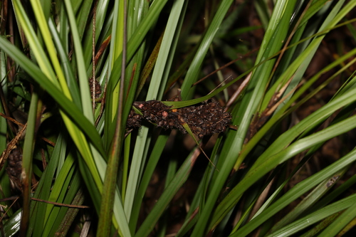 Gahnia aspera (Red-berried Saw-sedge) (alternate view 10)