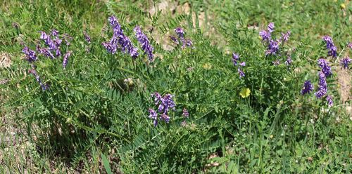 Vicia cracca (tufted vetch)
