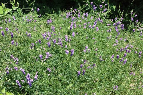 Vicia cracca (tufted vetch)