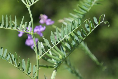 Vicia cracca (tufted vetch)