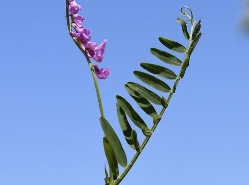 Vicia cracca (tufted vetch)