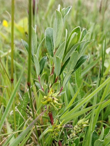 Salix repens (Creeping Willow)