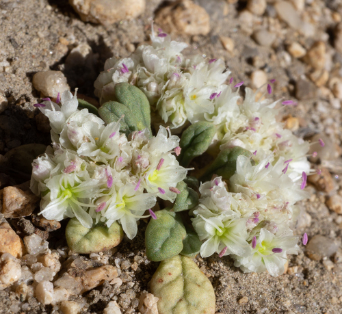 Calyptridium monospermum (One-seeded Pussypaws) (alternate view 3)