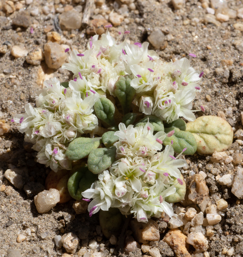 Calyptridium monospermum (One-seeded Pussypaws) (alternate view 4)