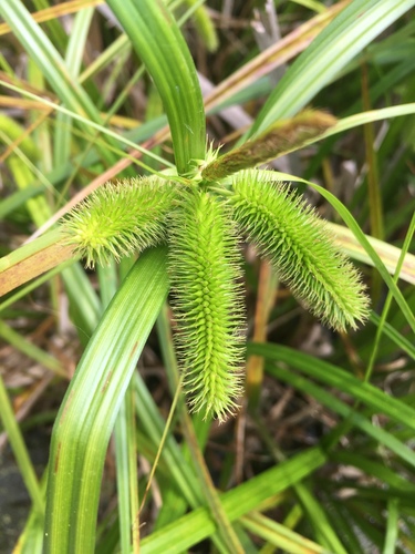 Carex comosa (Longhair Sedge)