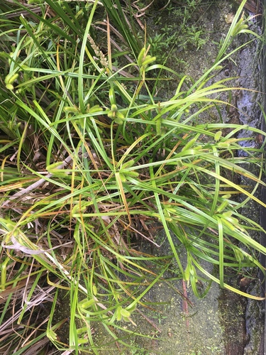 Carex comosa (Longhair Sedge)