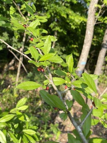 Ilex decidua (possumhaw) (alternate view 6)