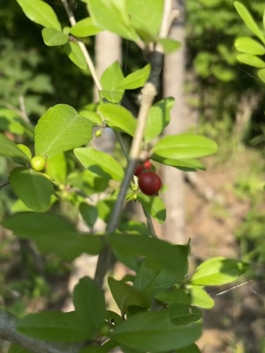 Ilex decidua (possumhaw) (alternate view 7)